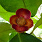 Mangosteen blossom/fruit