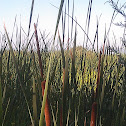 Broad leaf Cattail