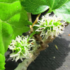 Mulberries