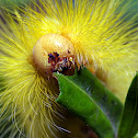Caterpillar