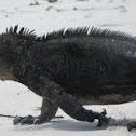 Marine Iguana