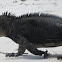 Marine Iguana