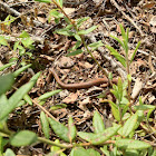Garter snake