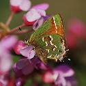 Juniper Hairstreak