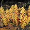 Squawroot