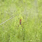 Golden silk orbweaver