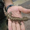 Lizard