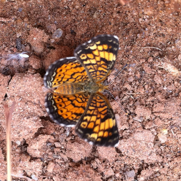 Spotting Image 1