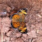 Pearl Crescent
