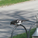 Rose-breasted Grosbeak