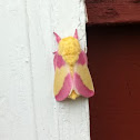Rosy maple moth