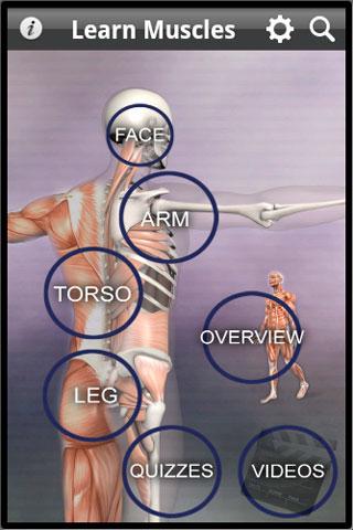 Learn Muscles: Anatomy