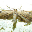 Moth