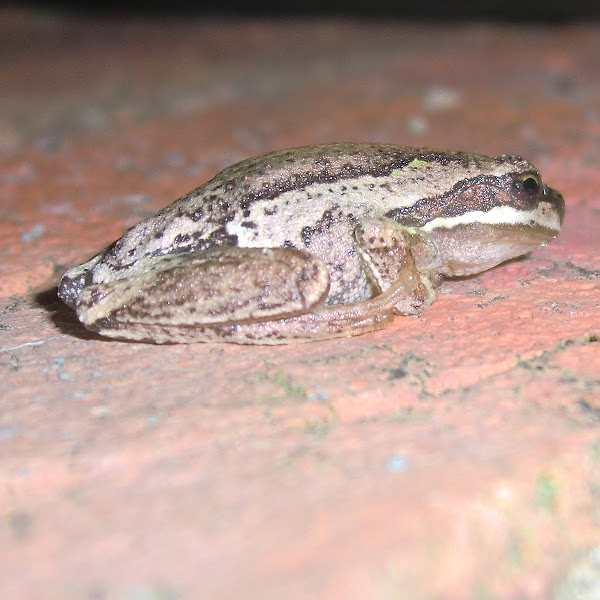 Whistling tree frog Project Noah