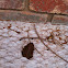 American Toad