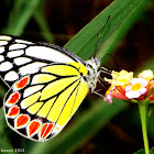 Common Jezebel