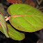 Sea Grape