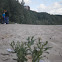 sea rocket