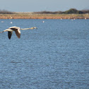 Greater Flamingo