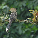 Guira cuckoo