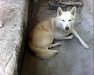 Vendo Lindos Cachorros Los Siberonos Con Pedigri