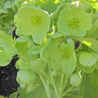 Corsican Hellebore