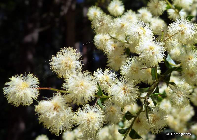 Wattle ?