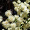 Wattle ?