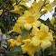 Carolina Jessamine