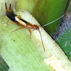 Earwig
