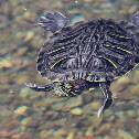 Red Eared Slider