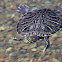 Red Eared Slider