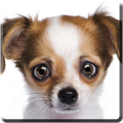 Eye-Puppy Live Wallpaper LOGO-APP點子