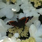 Red admiral