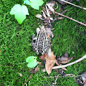 Pickerel Frog