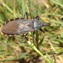 Blood-sucking conenose