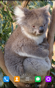 How to install Koala Live Wallpaper 1.1.1 apk for android
