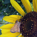 Ottoe Skipper