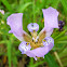Walking Iris