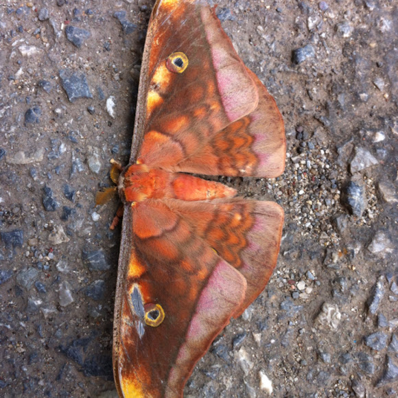 Spotting Image 1