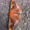 Saturniid Moth