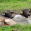 Water Buffalo