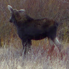 Moose
