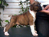 Excelentes Cachorros Boxer Con Pedigree Internaci