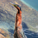 Green Heron