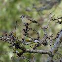 Yellow-rumped Thornbill