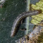Gelechid Moth Caterpillar
