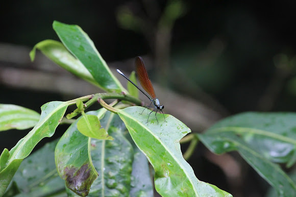 Spotting Image 1