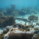 Great barracuda