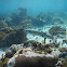 Great barracuda